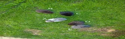 English Lop rabbits for sale: 5 beautiful English Lop bunnies - range of colours in Shefford - Advert 3