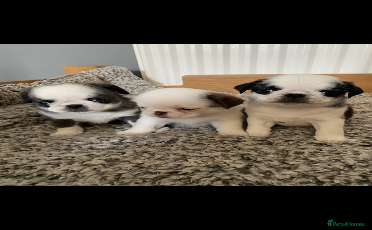 Pug dogs - Advert 1