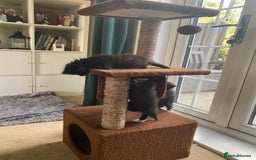 British Shorthair cats for sale: Adorable kittens  - Image 16