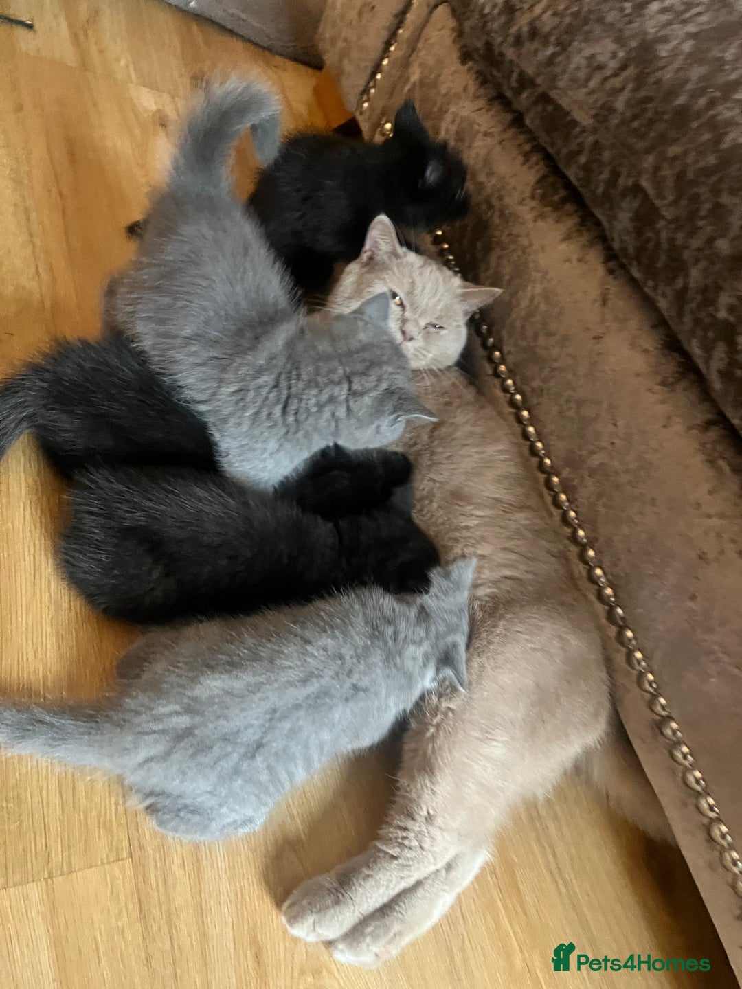British Shorthair cats for sale: Full gccf British short hair kittens  - Image 13