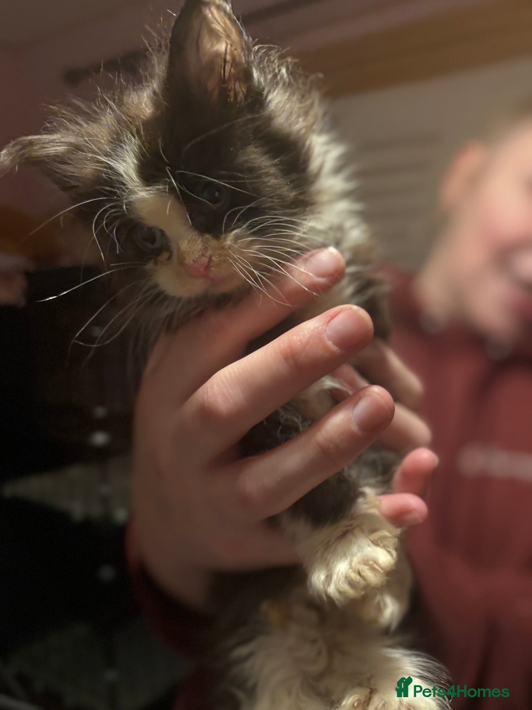 Maine Coon cats for sale: 2 beautiful Maine coon kittens  - Advert 3