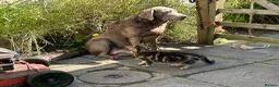 Labrador Retriever dogs for sale: Silver Labrador adult bitch - Advert 1