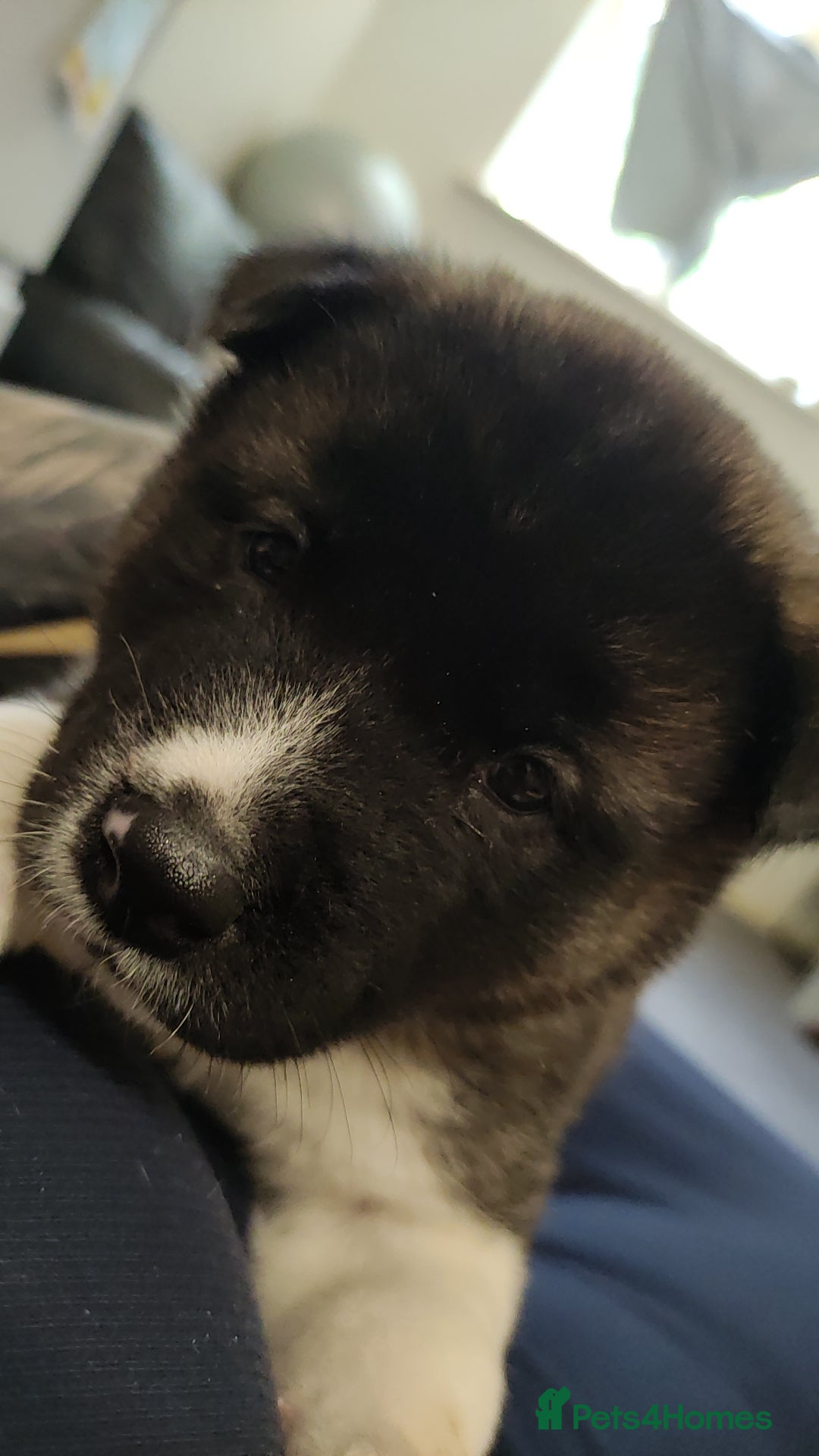Akita dogs for sale: Female Akita puppy  - Image 4