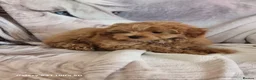 Pomapoo dogs for sale: Fabulous  pomapoo puppies  - Advert 2