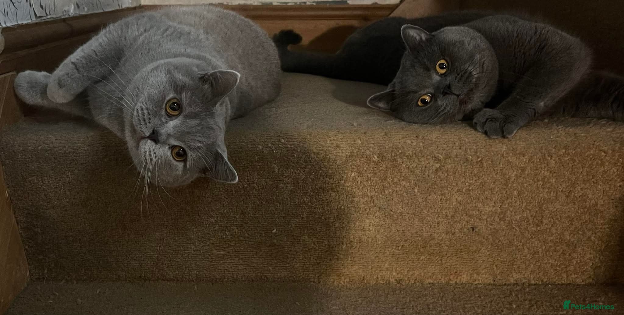 British Shorthair cats Beautiful british lilac - Advert 1