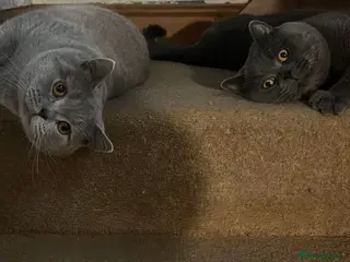 British Shorthair cats Beautiful british lilac - Advert 1