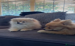 Pomeranian dogs for sale: 1 male, 1 female Pomeranian puppies 3 months old.  - Image 8