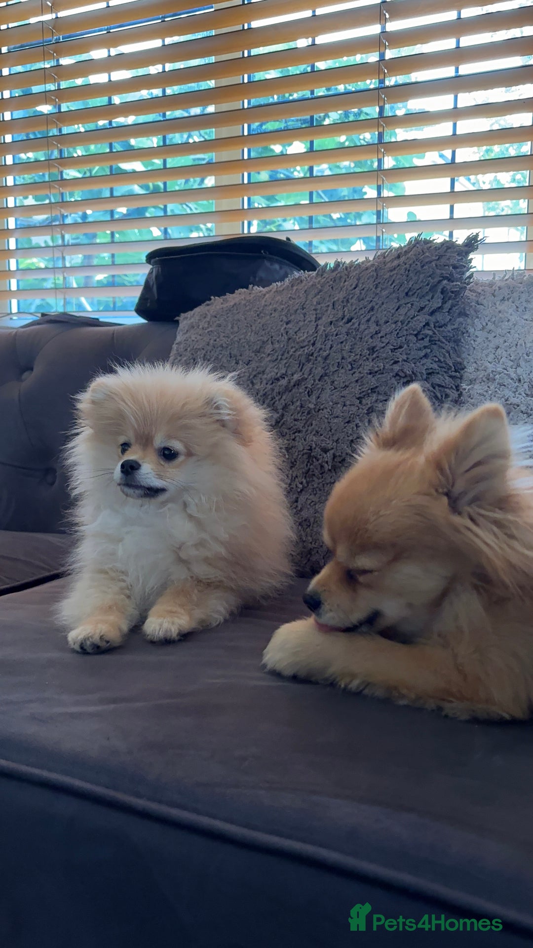 Pomeranian dogs for sale: 1 male, 1 female Pomeranian puppies 3 months old.  - Image 8
