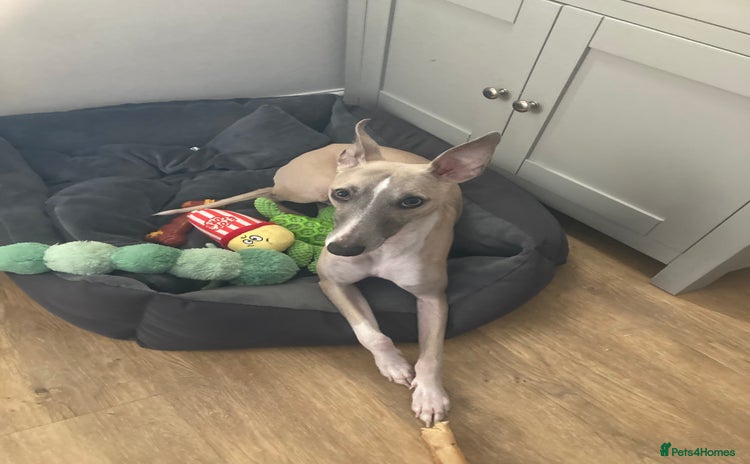 Whippet dogs - Advert 6