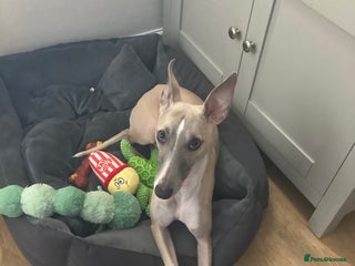 Whippet dogs - Advert 1