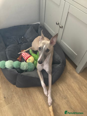 Whippet dogs - Advert 1