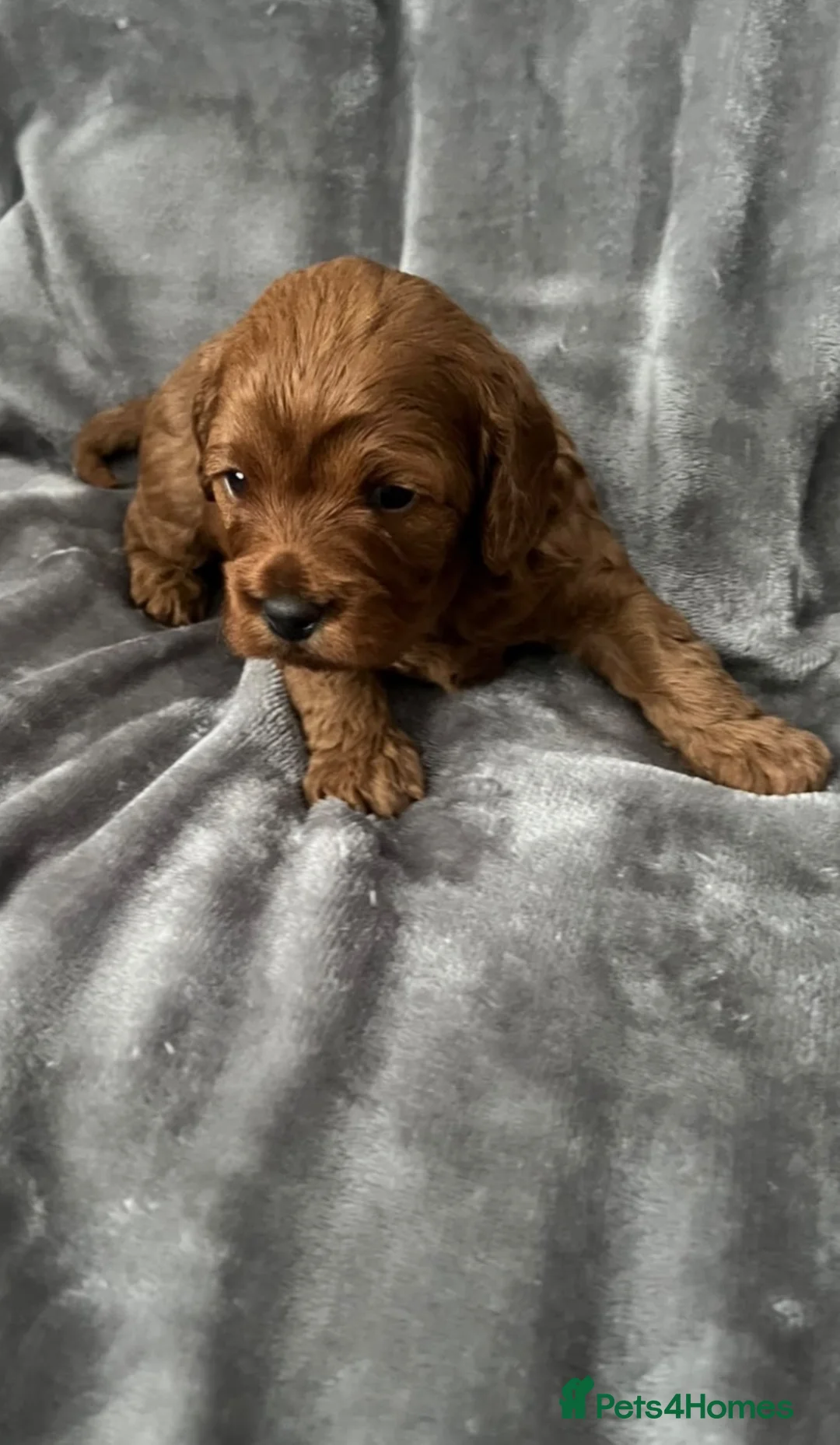 Cavapoo dogs for sale: 🐾3 STUNNING CAVAPOO GIRLS - READY NOVEMBER 6TH 🐾 - Advert 2