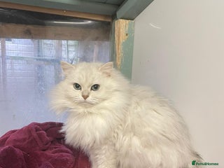 Persian cats Two Adult Female Persians for sale! - Advert 10