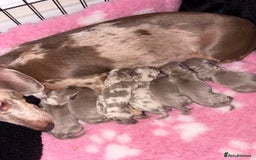 Dachshund dogs for sale: Dachshund puppies for sale - Image 3