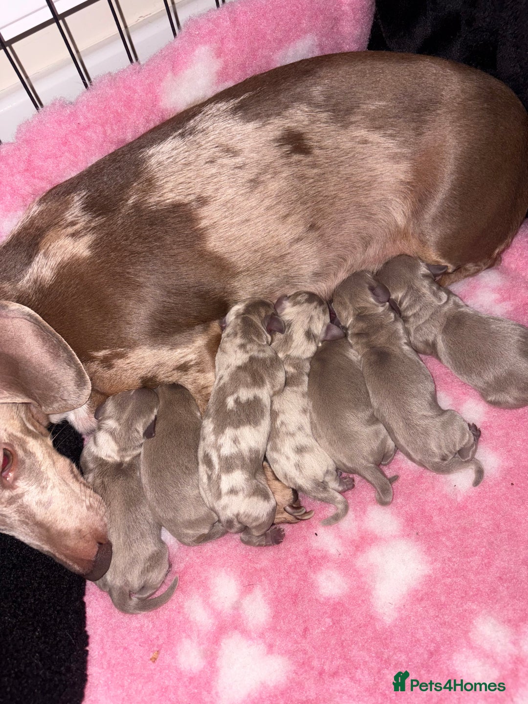 Dachshund dogs for sale: Dachshund puppies for sale - Image 3