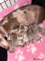 Dachshund dogs - Advert 1