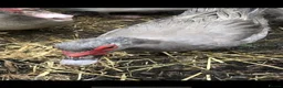 Ducks poultry for sale: Muscovy  - Advert 2