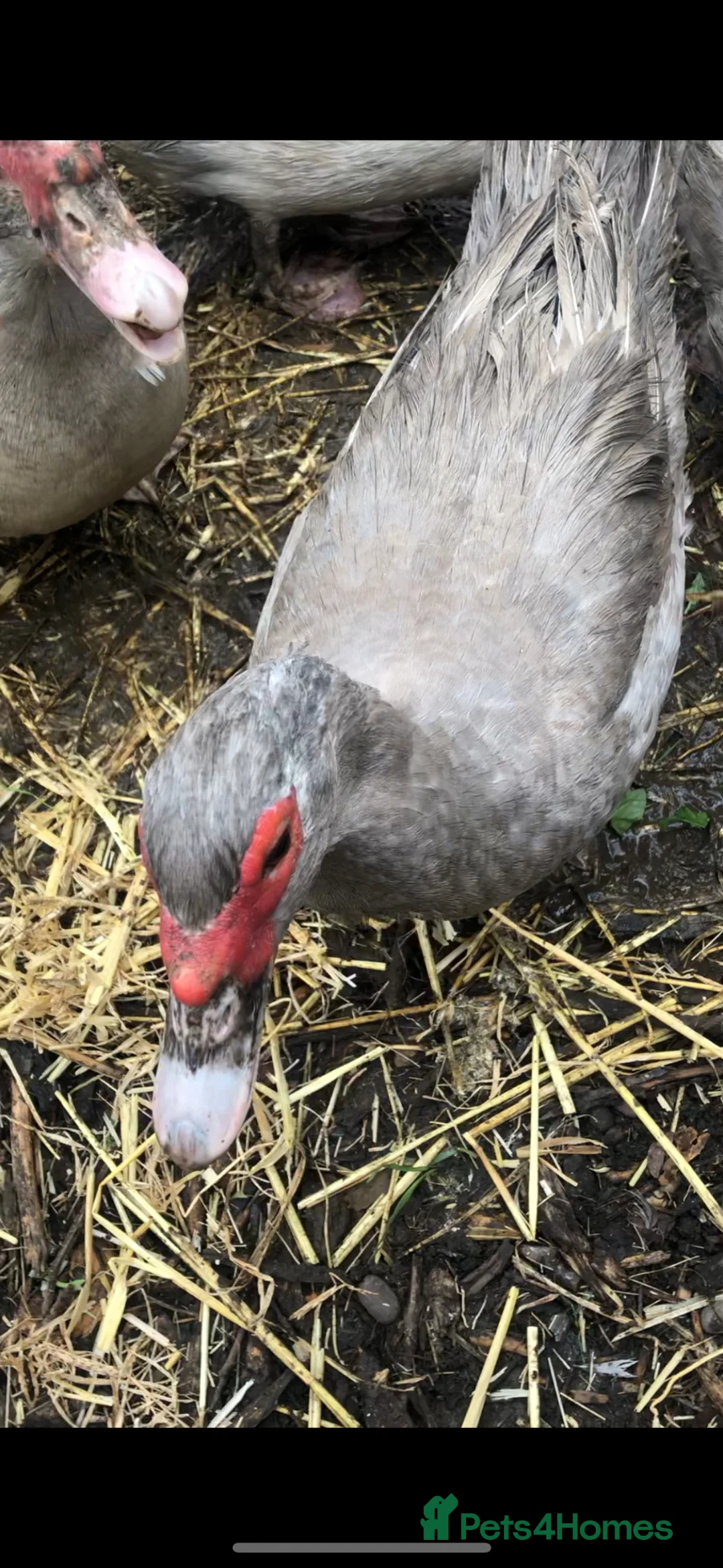 Ducks poultry for sale: Muscovy  - Advert 2
