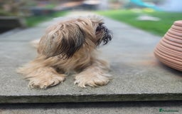 Shih Tzu dogs for sale: Shih Tzu Imperial (Karashishi) - Image 13