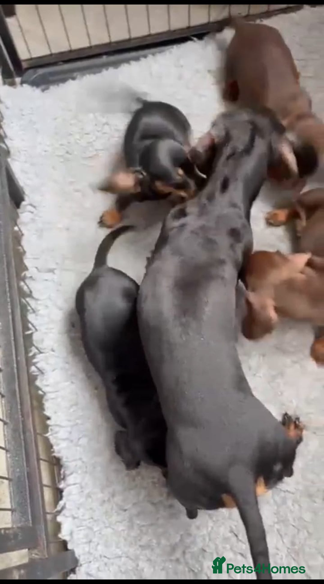 Miniature Dachshund dogs for sale: Beautiful Miniature Smooth Dachshund Puppies! - Image 11