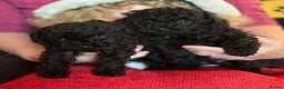 Toy Poodle dogs for sale: KC Reg. Mr Sunshine & Miss Scarlett remain ! - Advert 10
