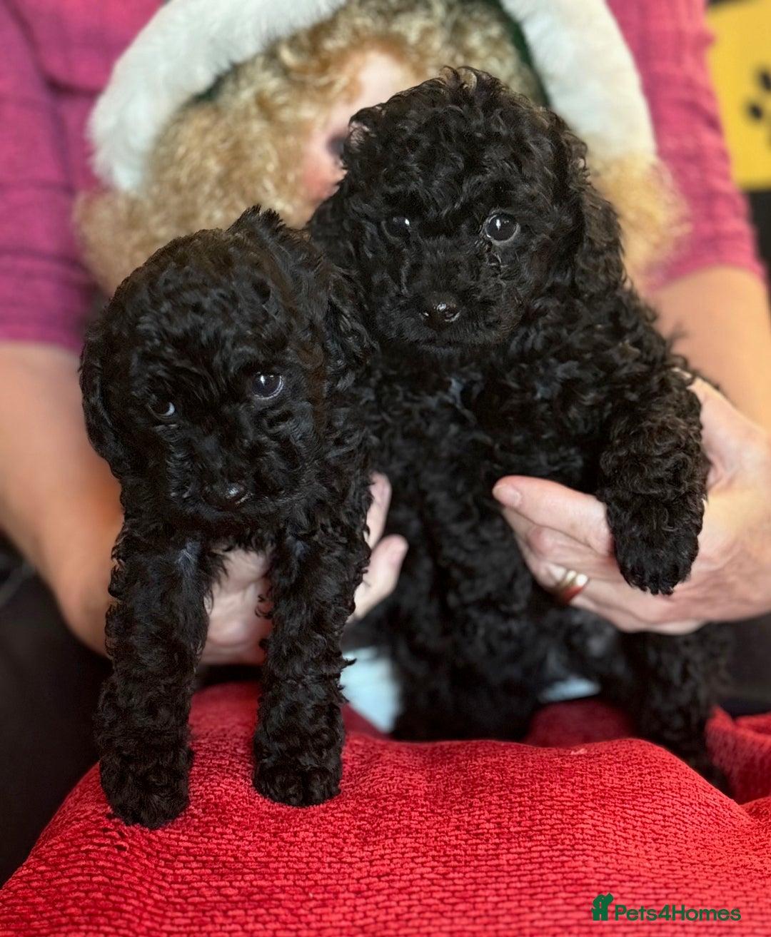 Toy Poodle dogs for sale: KC Reg. Mr Sunshine & Miss Scarlett remain ! - Advert 10
