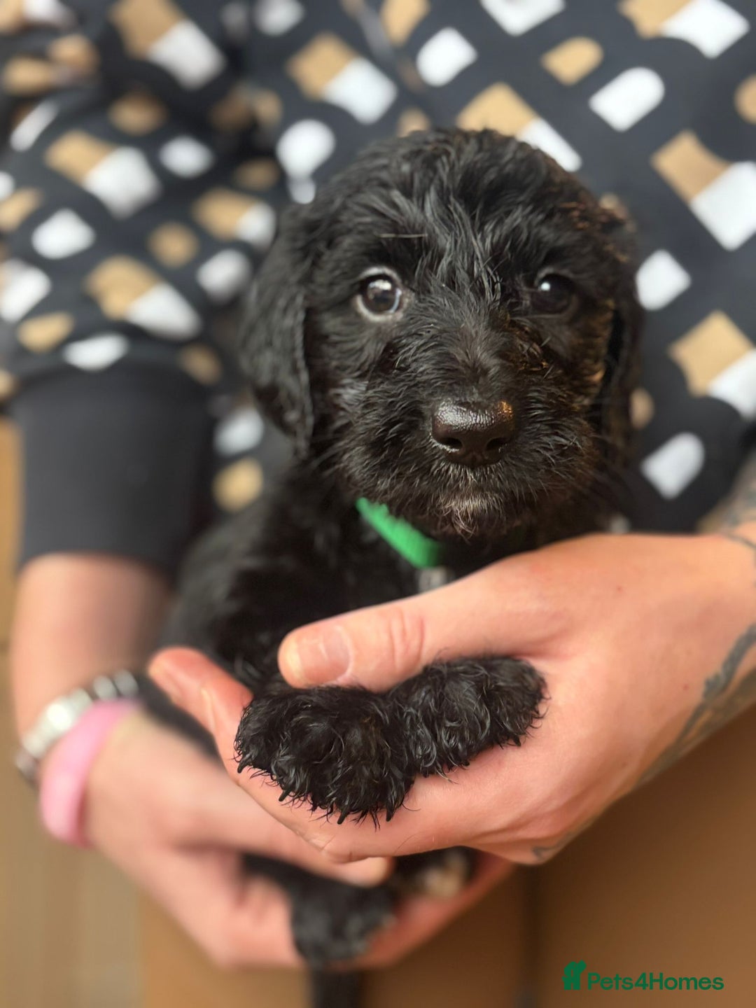 Doxiepoo dogs for sale: Merle & Solid Colour Doxiepoos - Image 8