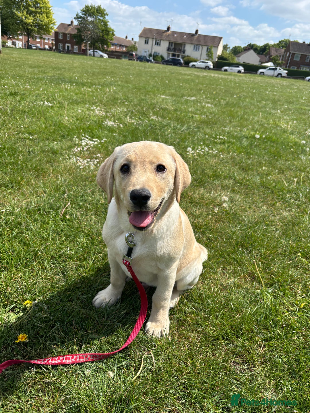 Labrador Retriever dogs for sale: Male- Labrador puppy for sale  - Image 3