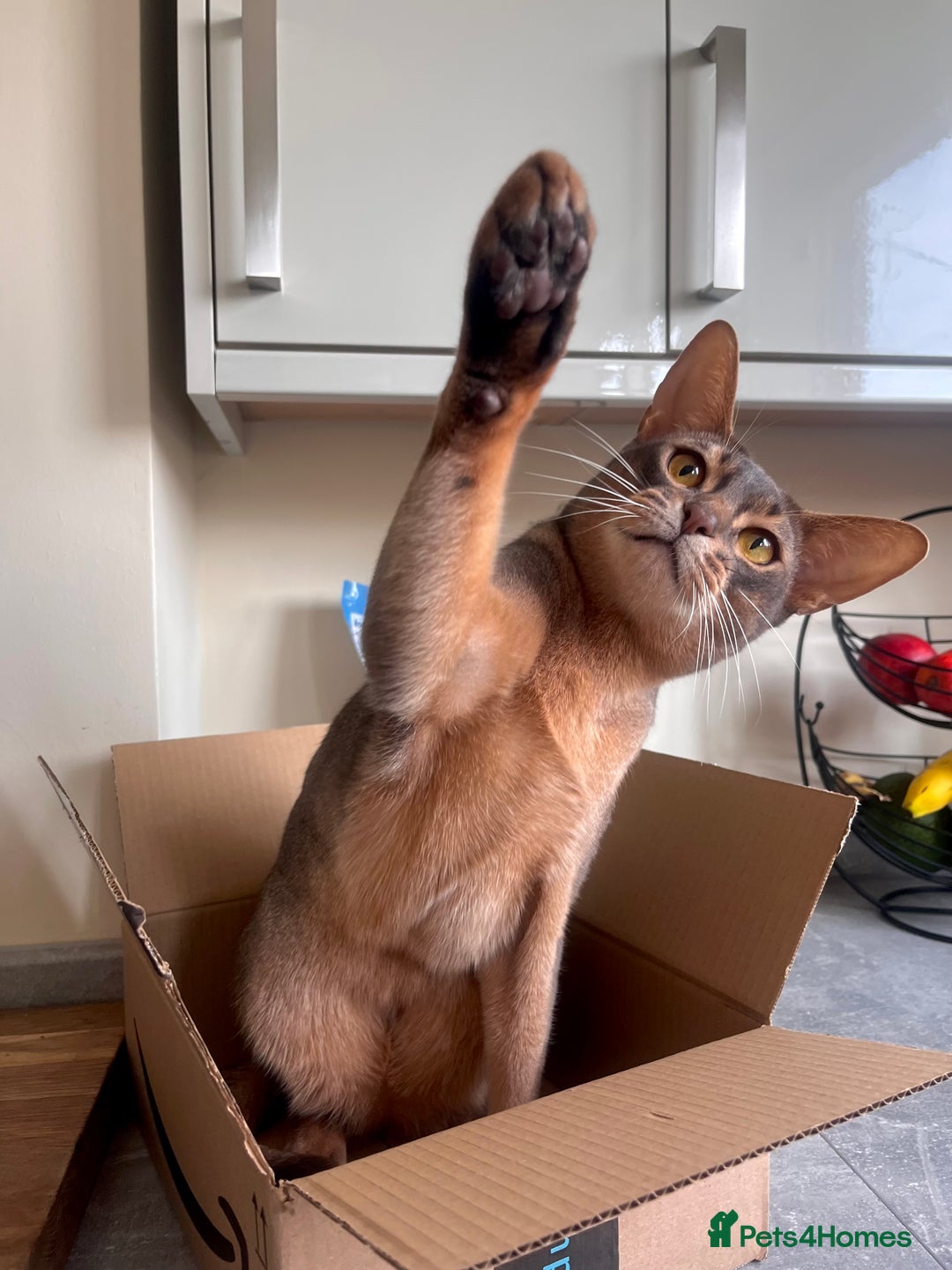Abyssinian cats for sale: Loving Home Wanted for Our Abyssinian Boy, Yoda - Advert 5