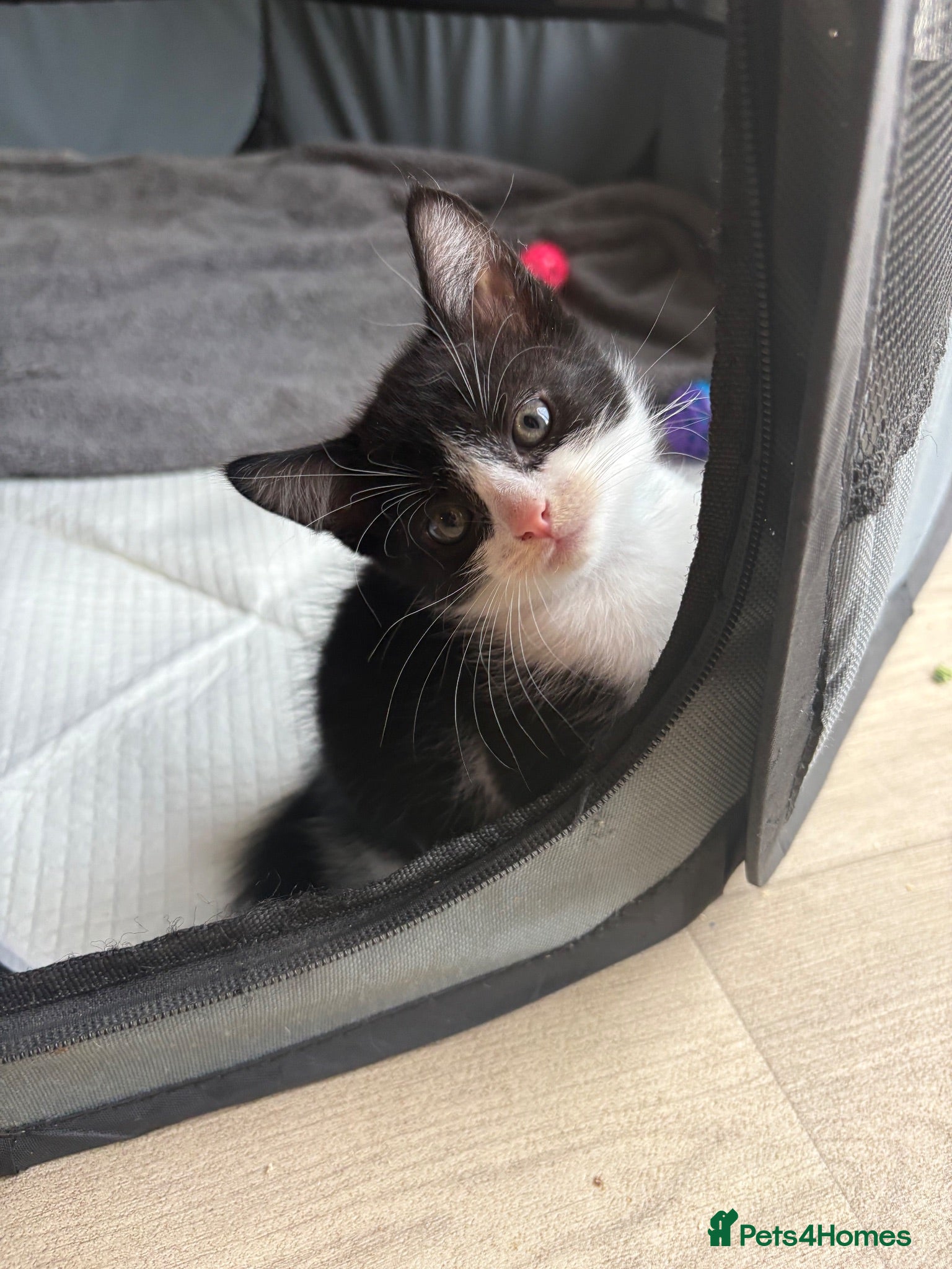 Mixed Breed cats *one kitten left* ready to leave ♥️  - Advert 6