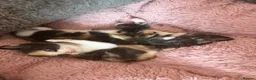 Mixed Breed cats for sale: Calico Beautiful-Mum Siamese Dad Ragdoll Bengal  - Advert 29