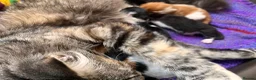 Mixed Breed cats for sale: 🐾 4 Male Kittens Looking for Loving Homes 🐾  - Advert 3