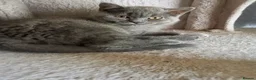 British Shorthair cats for sale: Stunning GCCF reg kittens ready to leave now! - Advert 6