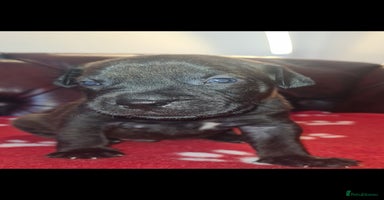 Staffordshire Bull Terrier dogs - Advert 14