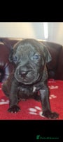 Staffordshire Bull Terrier dogs - Advert 10