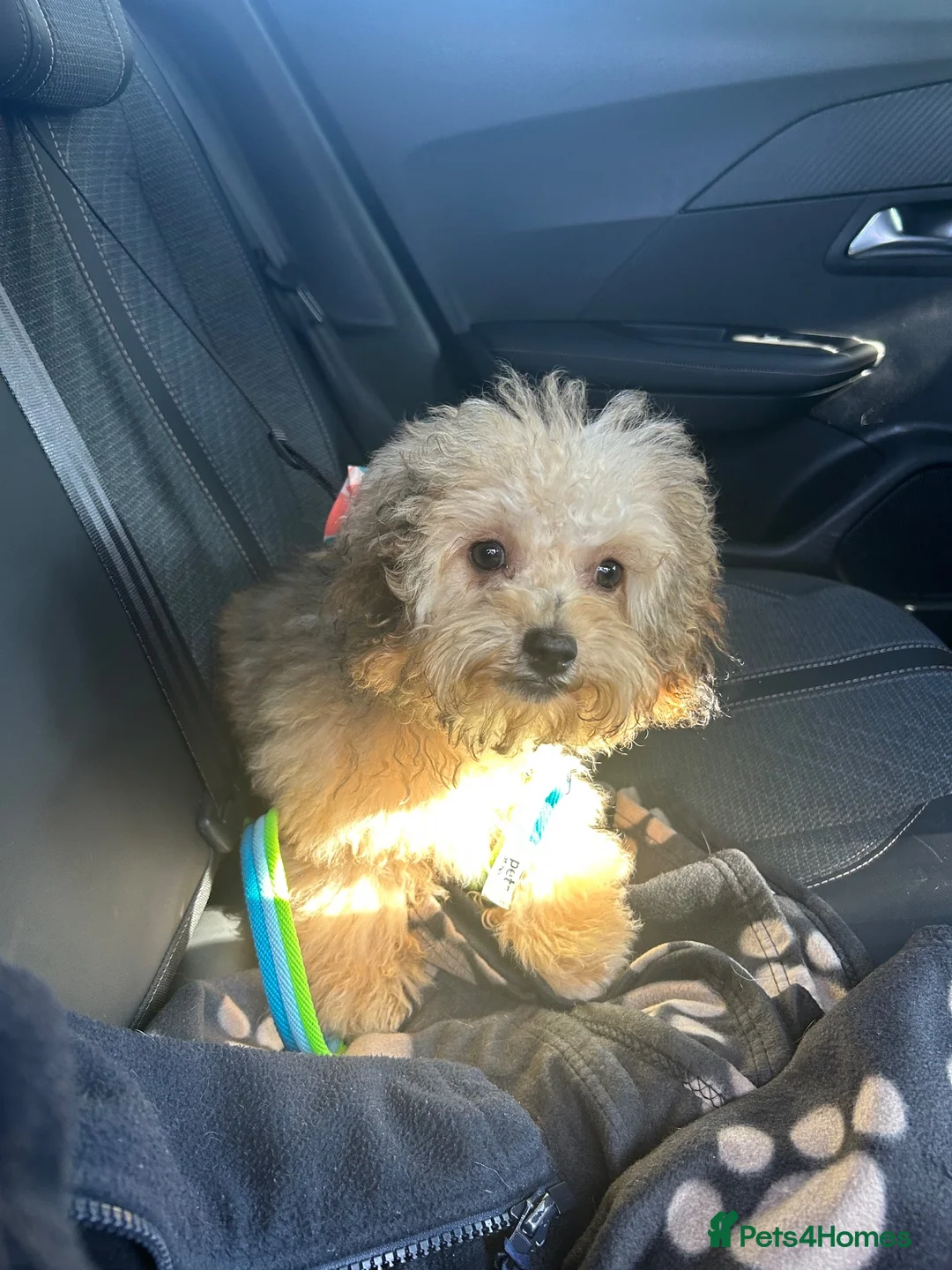 Shihpoo dogs for sale: Shihpoo boy pup for sale  - Advert 2