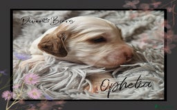 Cockapoo dogs for sale: 5*licenced, stunning F1 English Cockapoo puppies - Image 14