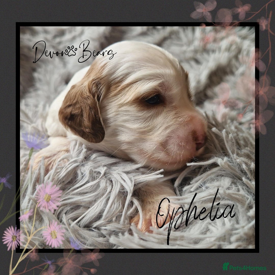 Cockapoo dogs for sale: 5*licenced, stunning F1 English Cockapoo puppies - Image 14
