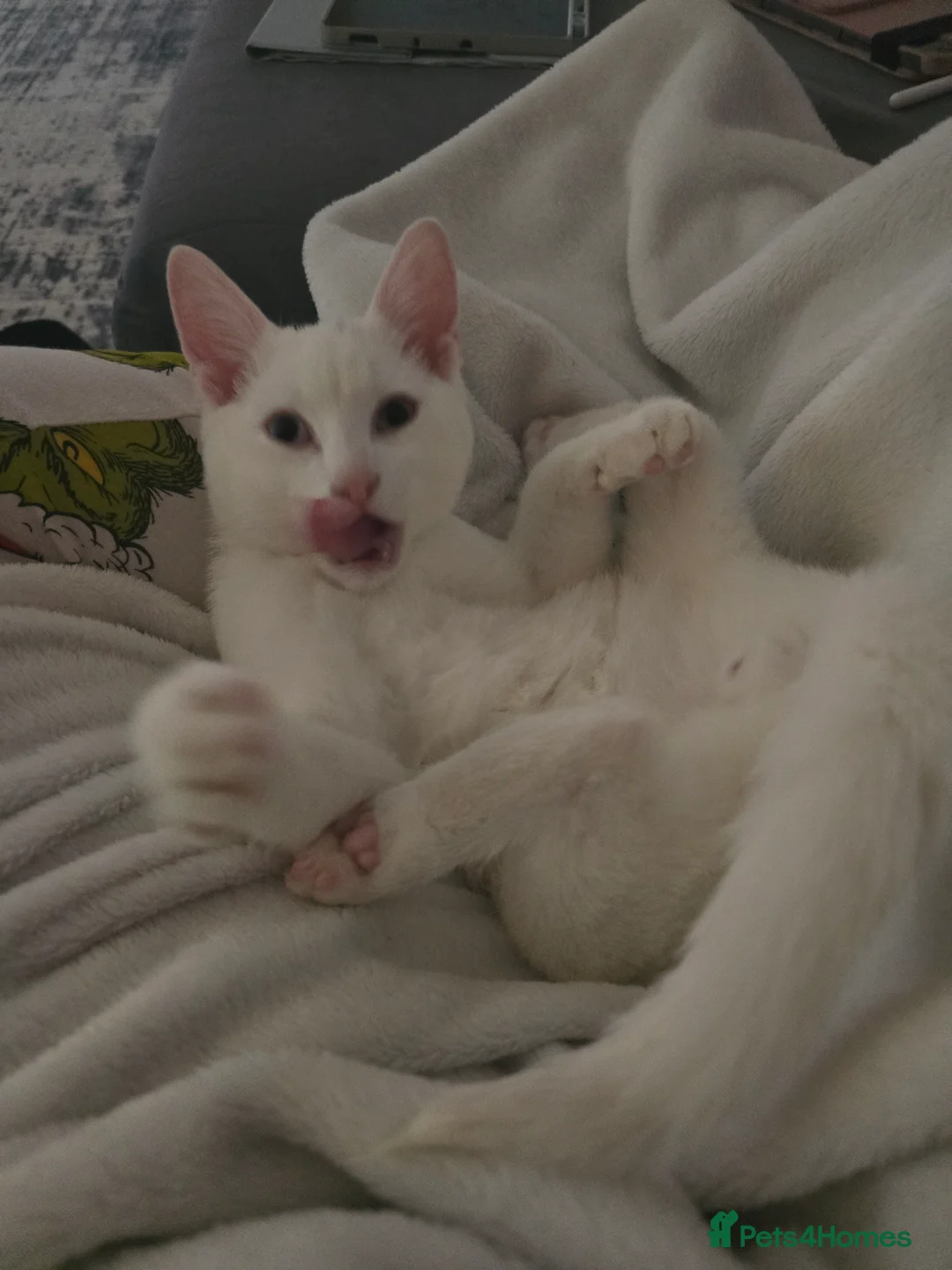 Domestic Shorthair cats for sale: Deaf white kitten - Advert 3