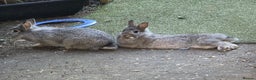 Dwarf Lop rabbits for sale: Bunny  - Advert 4