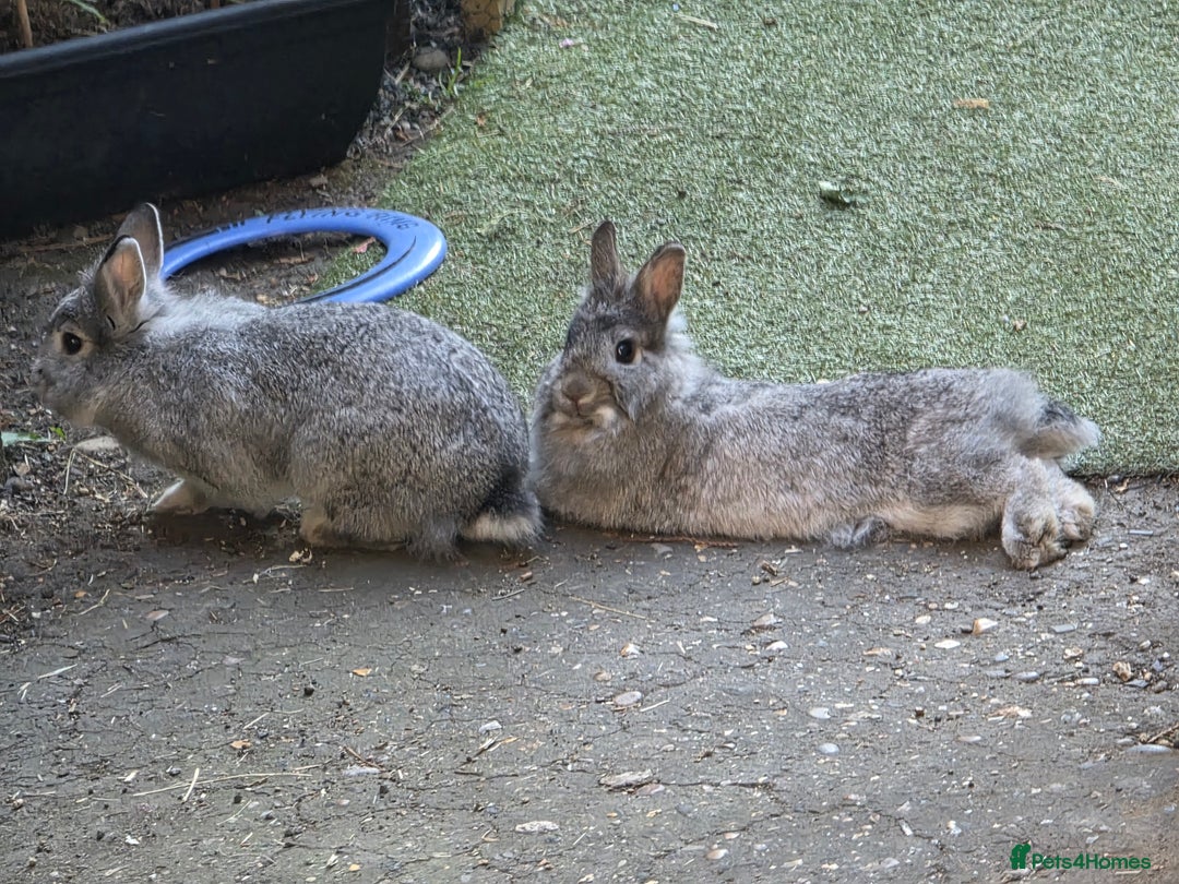 Dwarf Lop rabbits for sale: Bunny  - Advert 4