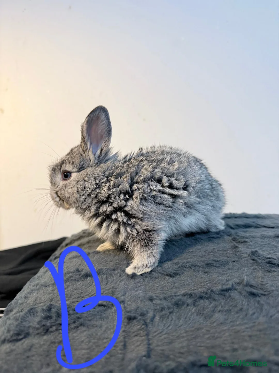 Lionhead rabbits for sale: Very beautiful - Double Mained lionhead babies. - Advert 14