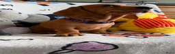 Miniature Dachshund dogs for sale: KC Mini Dachshund.  - Advert 13