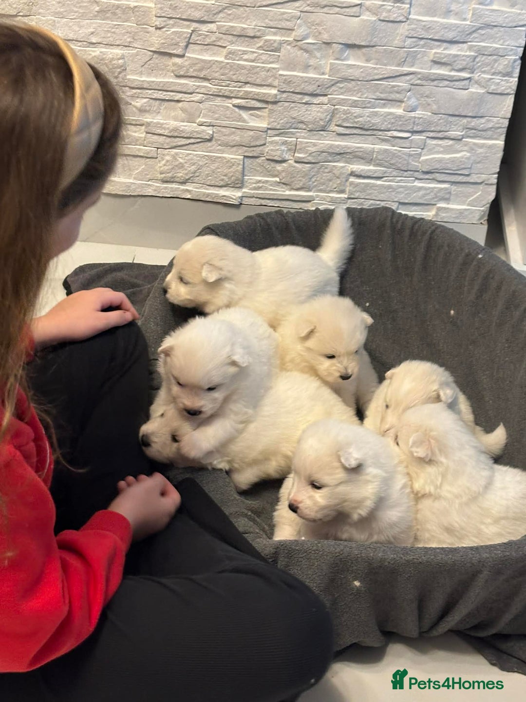 Samoyed dogs for sale: KC reg. Samoyed puppies with champ bloodline  - Advert 3
