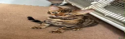 Bengal cats for sale: Male Bengal Kittens for sale - Advert 6
