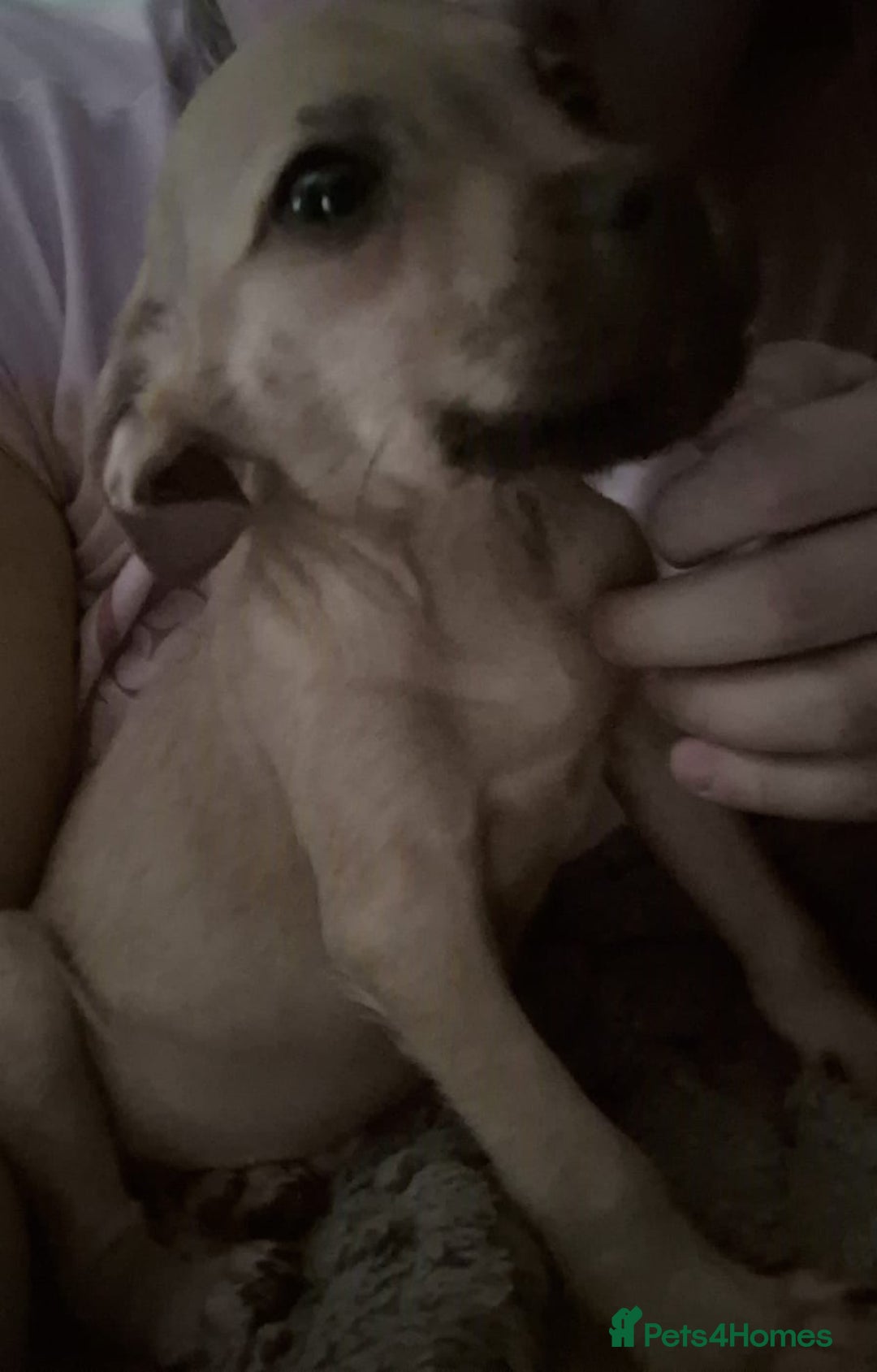 Mixed Breed dogs for sale: Staffy cross - Image 4