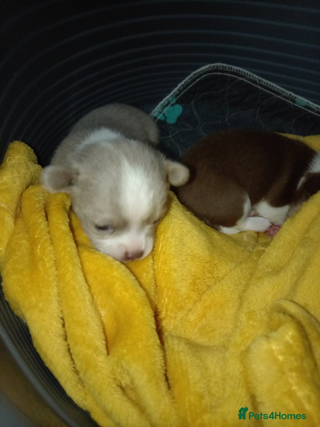 Chihuahua dogs for sale: Chihuahua puppies - Advert 9