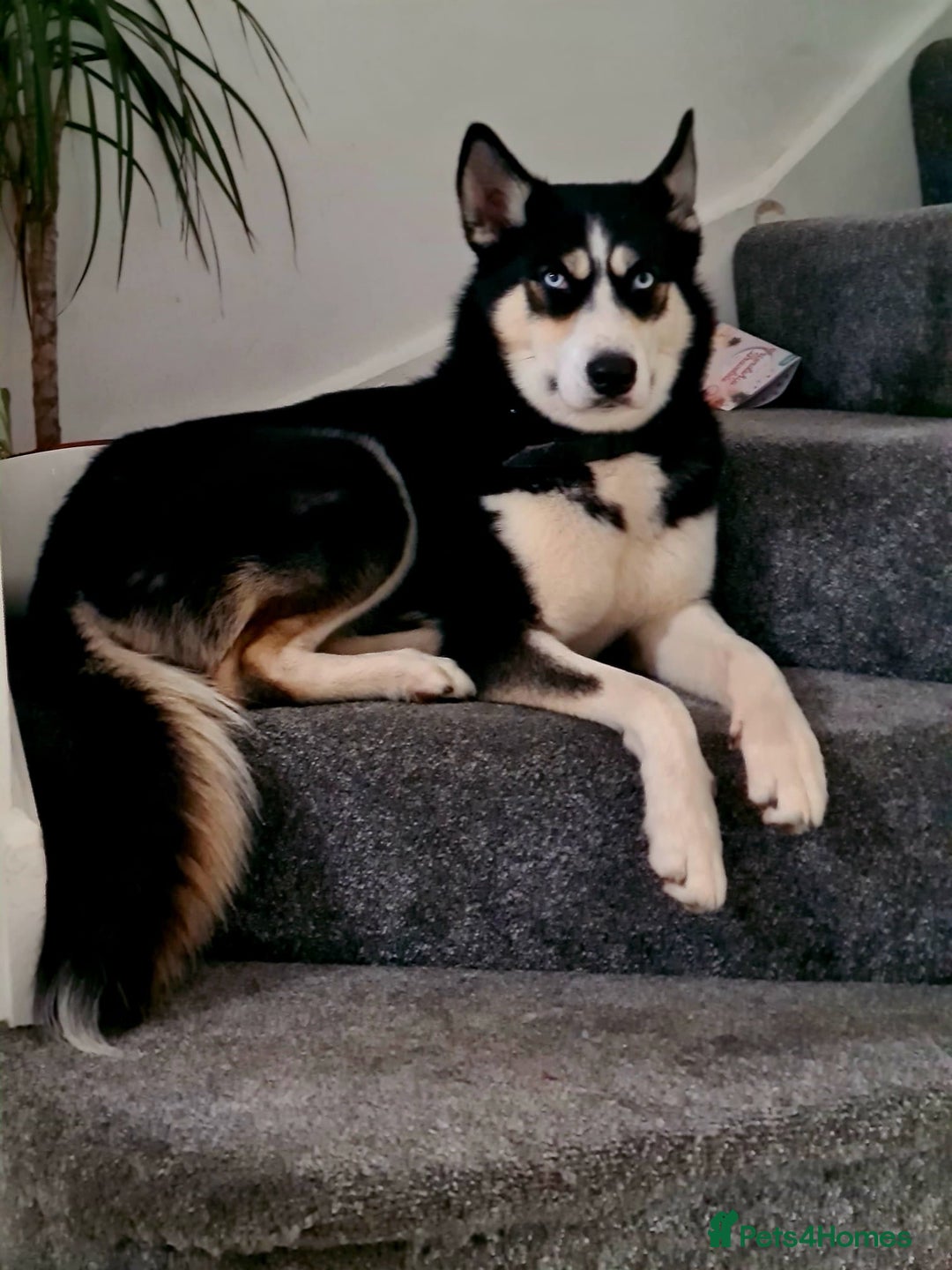 Siberian Husky dogs for sale: Stunning Siberian Husky Puppies for Sale 🐾 - Advert 10