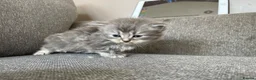 Mixed Breed cats for sale: Exotic cross kittens  - Advert 10