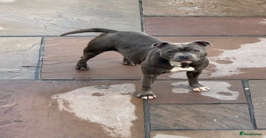 Staffordshire Bull Terrier dogs - Advert 2